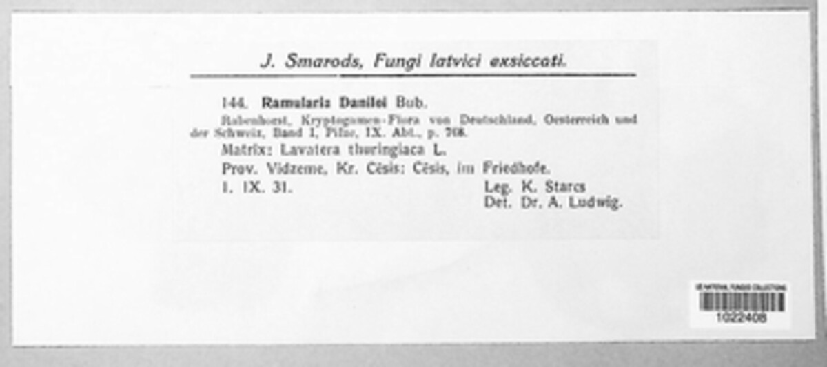 Ramularia daniloi image